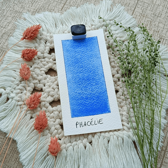 Phacélie