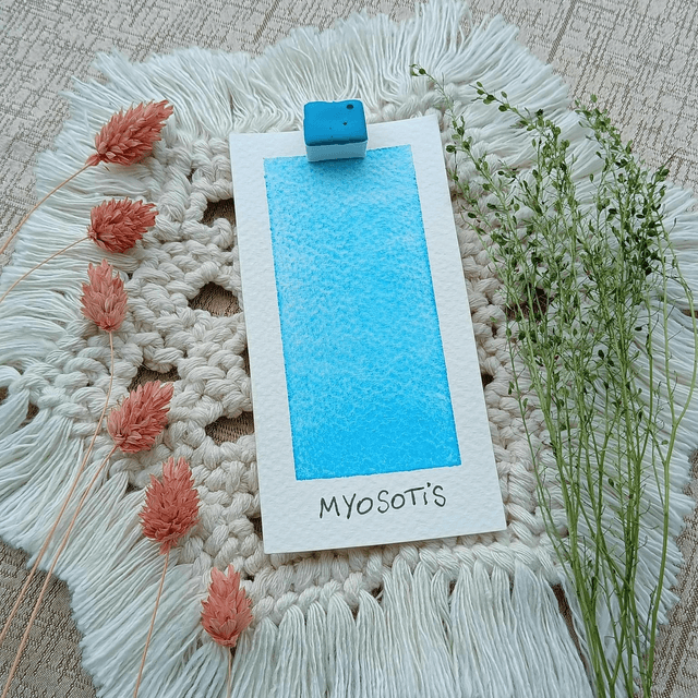 Myosotis